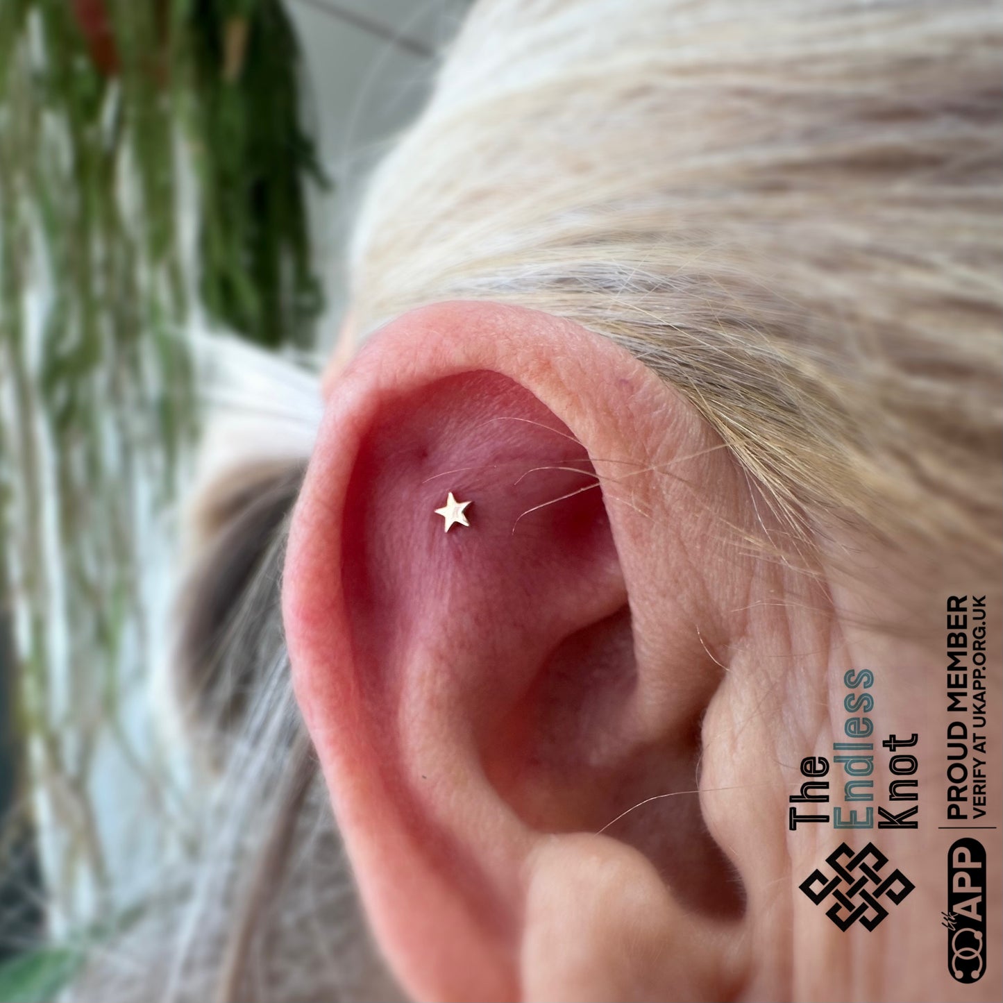 Gold Star