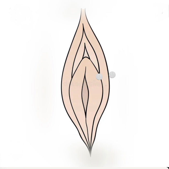 Outer labia