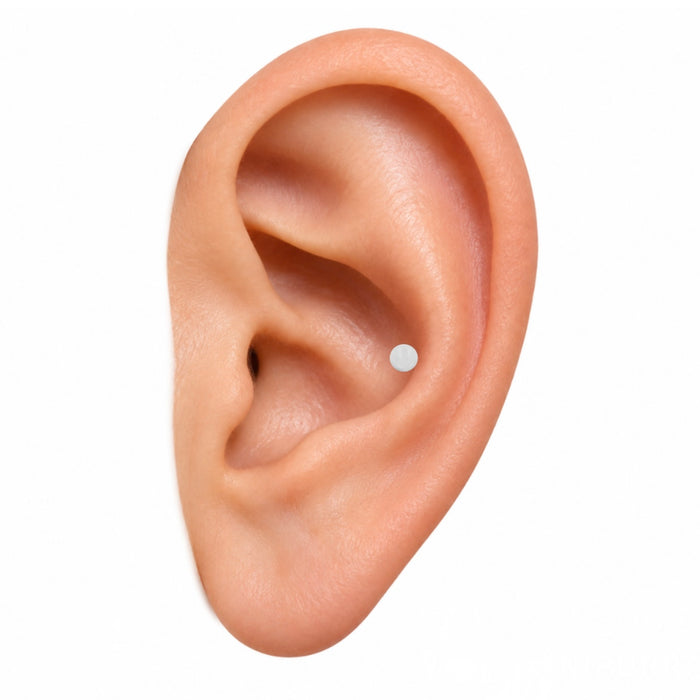 Conch