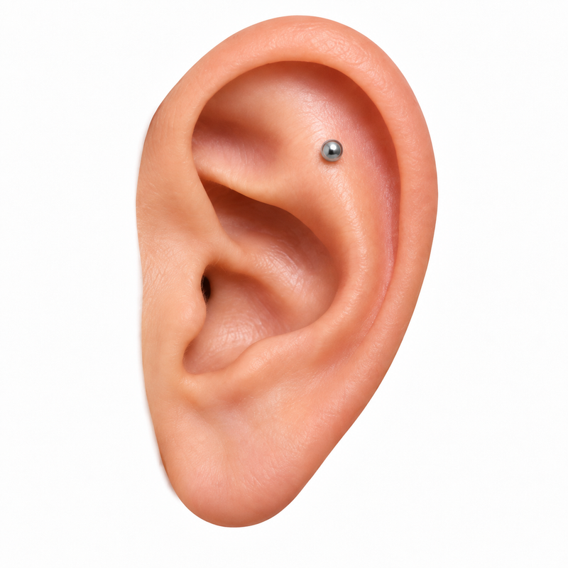Flat / Scapha / Outer conch