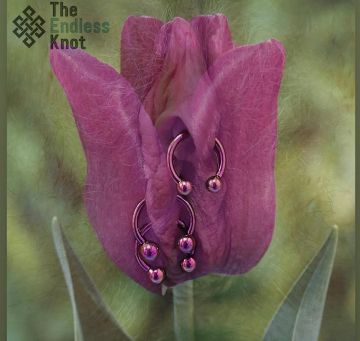Female genitalia