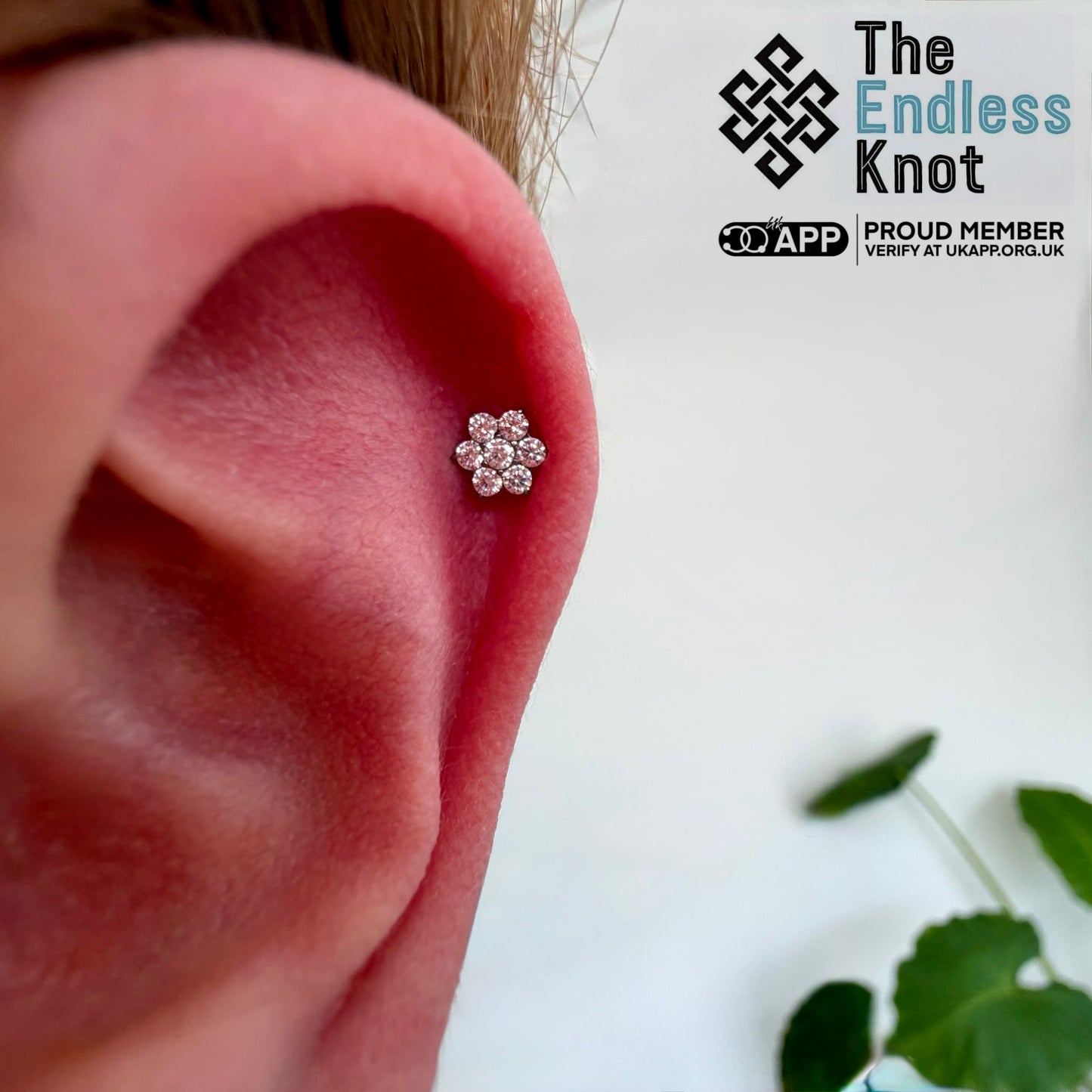 Ear cartilage (with labret)