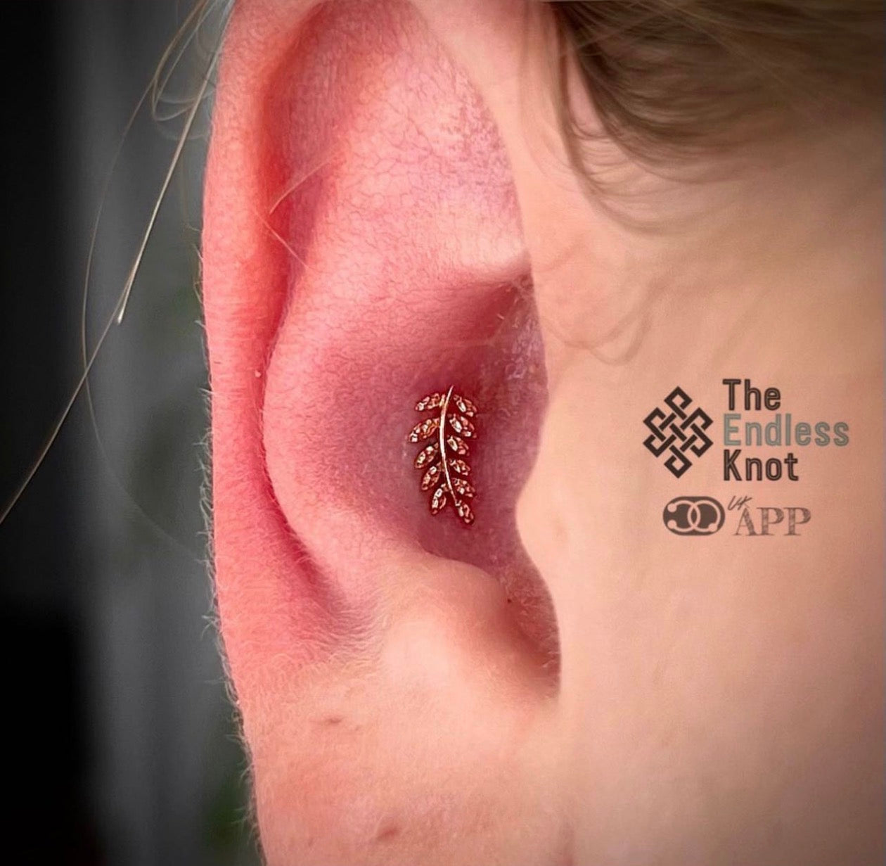 Oorkraakbeen (met labret)