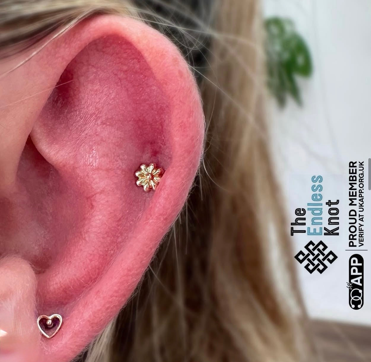Oorkraakbeen (met labret)