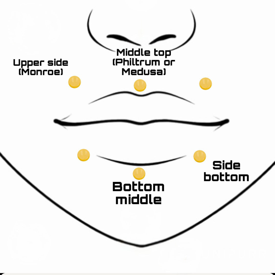 Lip (labret)